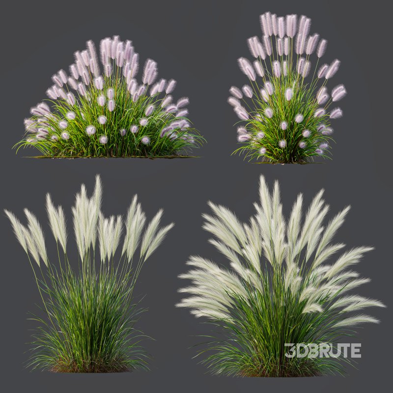 AV Pennisetum Alopecuroides Lampenputzergrass and Nassella Tenuissima Grasses Image 6