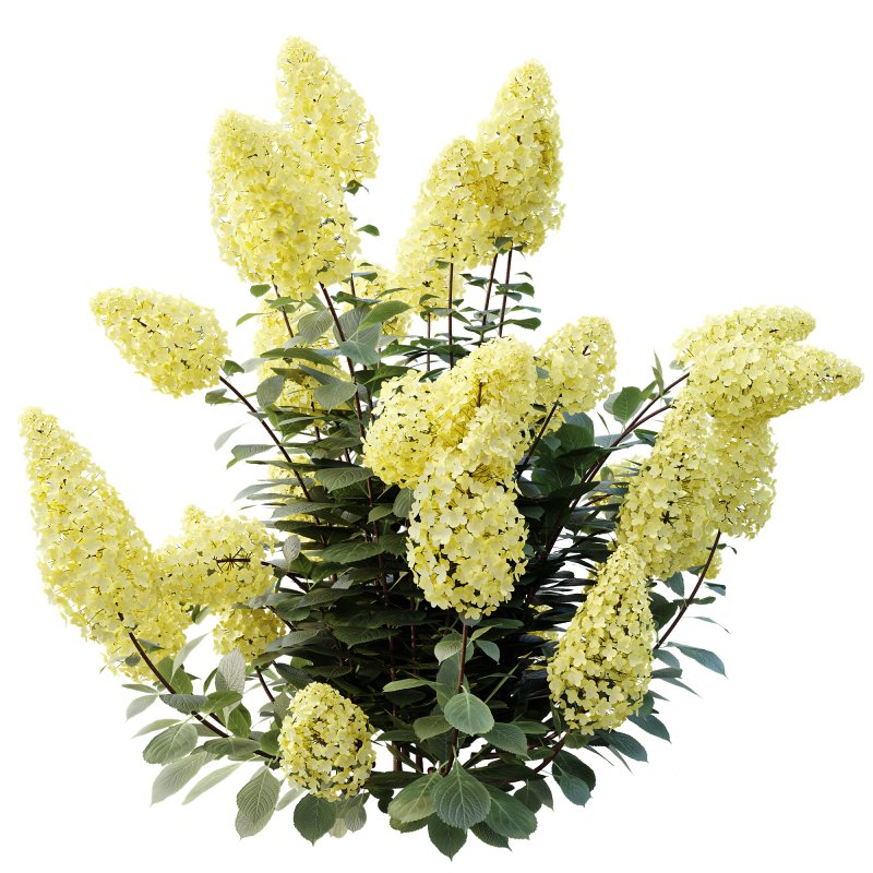 ntal shrub native to East Asia. It is admired for its large conical flower clusters that bloom from summer into autumn, shifting from creamy white to shades of pink, red, and purple as the season progresses. With its lush green foliage and vibrant seasonal transformation, this species is a favorite in decorative landscaping and architectural gardens. Image 2