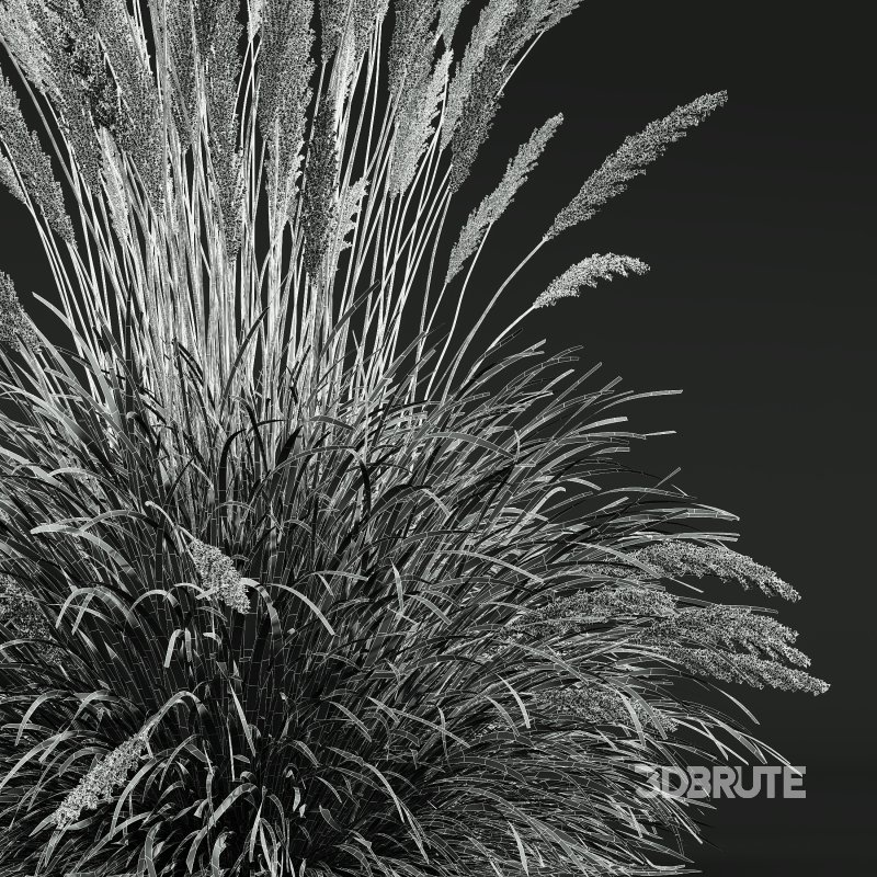 ntal grass hybrid that brings vertical elegance to any garden or architectural visualization. Originally cultivated in Germany and widely popularized across Europe and North America, this perennial grass features upright, feather-like plumes and narrow green blades that shift to golden hues in late summer. Its architectural form, graceful sway in the wind, and low-maintenance nature make it a favorite among designers looking to evoke movement, rhythm, and a naturalistic softness in modern landscapes. Image 12