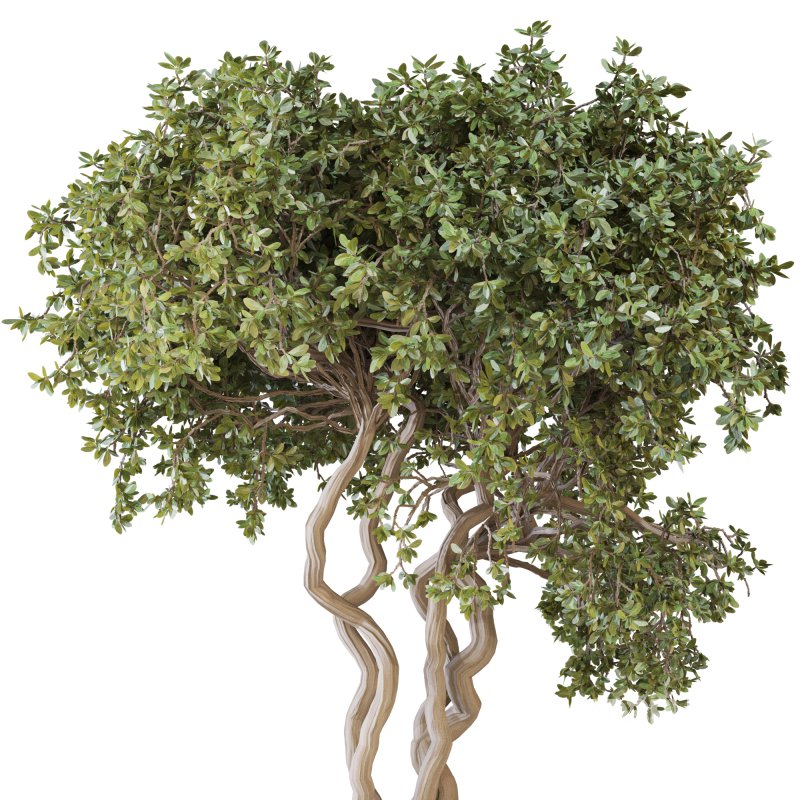 Indoor Plant Set 03 Image 4