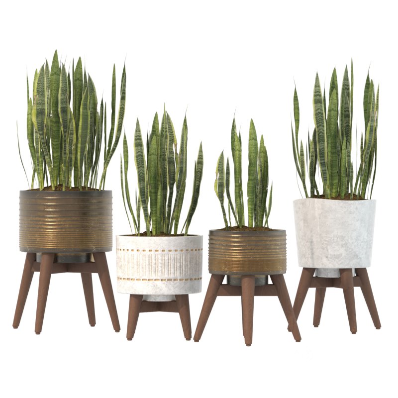 Sansevieria Plant Set Image 11