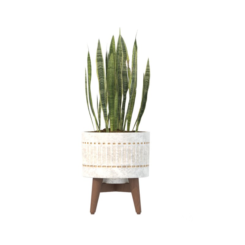 Sansevieria Plant Set Image 8