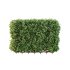 ntal topiary work. Its ability to withstand pollution and frequent trimming makes it a popular solution for urban landscapes and structured green spaces. - Thumbnail 5