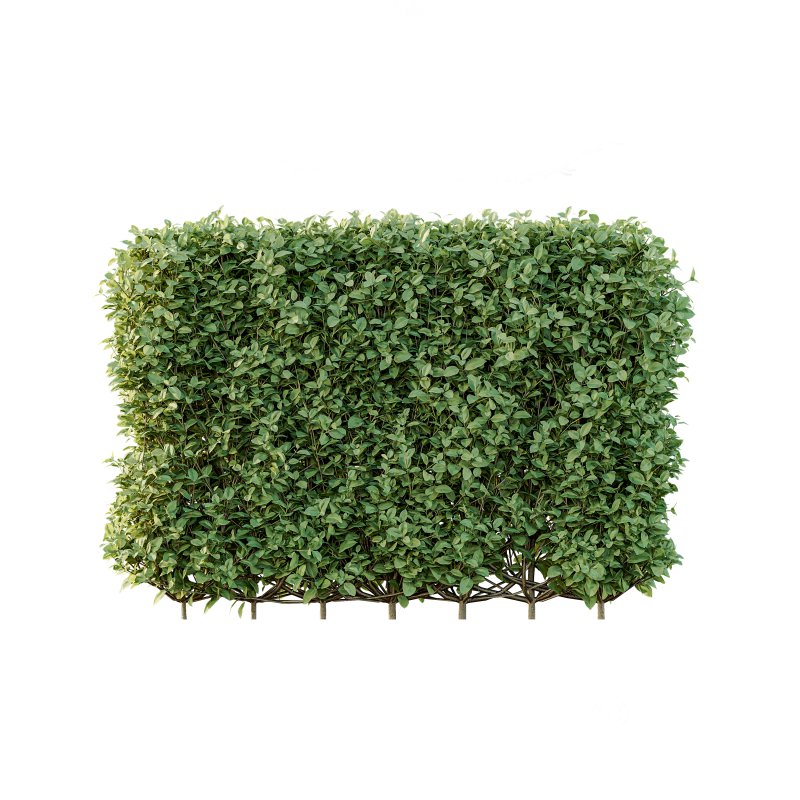 ntal topiary work. Its ability to withstand pollution and frequent trimming makes it a popular solution for urban landscapes and structured green spaces. Image 5