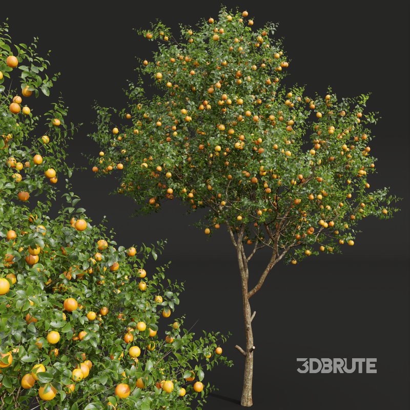 ntal and culinary value. On the left stands the Citrus × meyeri, or Meyer Lemon—a hybrid between citron and mandarin/pomelo, originally from China and introduced to the West in the early 20th century. Known for its smooth, deep yellow skin and slightly sweet, fragrant lemons, it’s a favorite in Mediterranean-style courtyards and edible gardens. Image 3