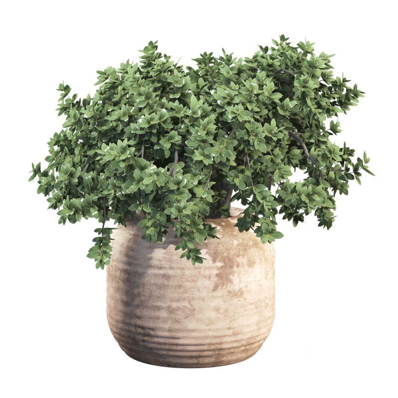 Outdoor Bush Collection in Pot 08 Image 6