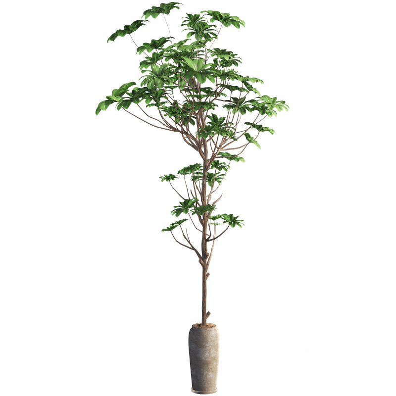 indoor plant 010 Image 3