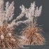AV Plants Cortaderia Selloana and Nassella Tenuissima Fruit grasses - Thumbnail 9