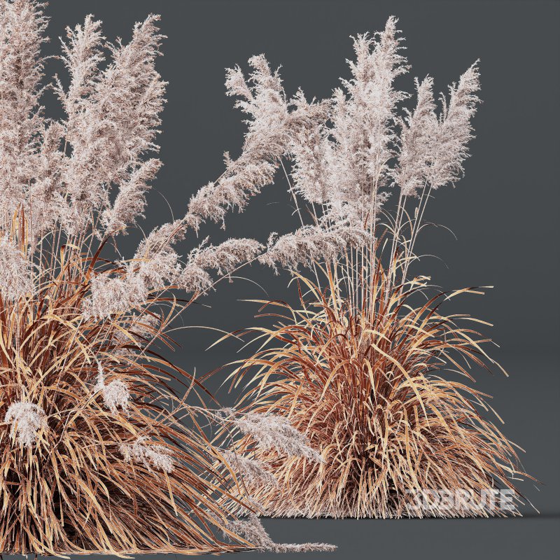 AV Plants Cortaderia Selloana and Nassella Tenuissima Fruit grasses Image 9