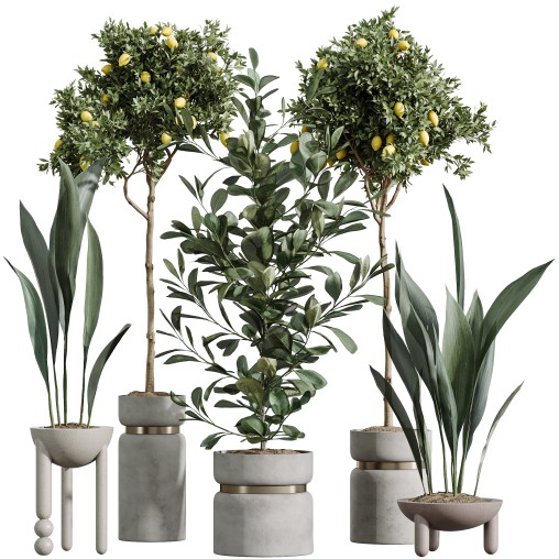 AV Indoor Plants Set 287 Lemon Ficus Laurel Aspidistra Cast iron