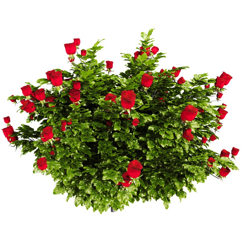 Rose Plant Set 015 Image 3