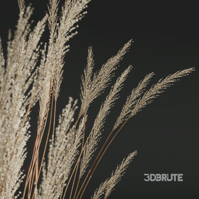 ntal grass hybrid that brings vertical elegance to any garden or architectural visualization. Originally cultivated in Germany and widely popularized across Europe and North America, this perennial grass features upright, feather-like plumes and narrow green blades that shift to golden hues in late summer. Its architectural form, graceful sway in the wind, and low-maintenance nature make it a favorite among designers looking to evoke movement, rhythm, and a naturalistic softness in modern landscapes. Image 1