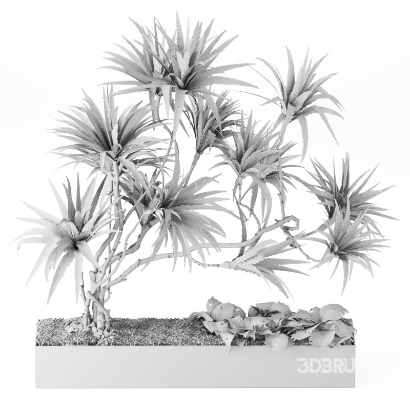 Indoor_Plant_Yucca_Set_12 Image 3