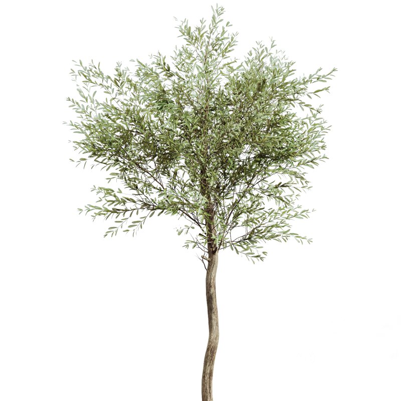 AV Indoor Plants Set 297 Fruit Orange and Banana Strelitzia Nicolai and Olive Image 4