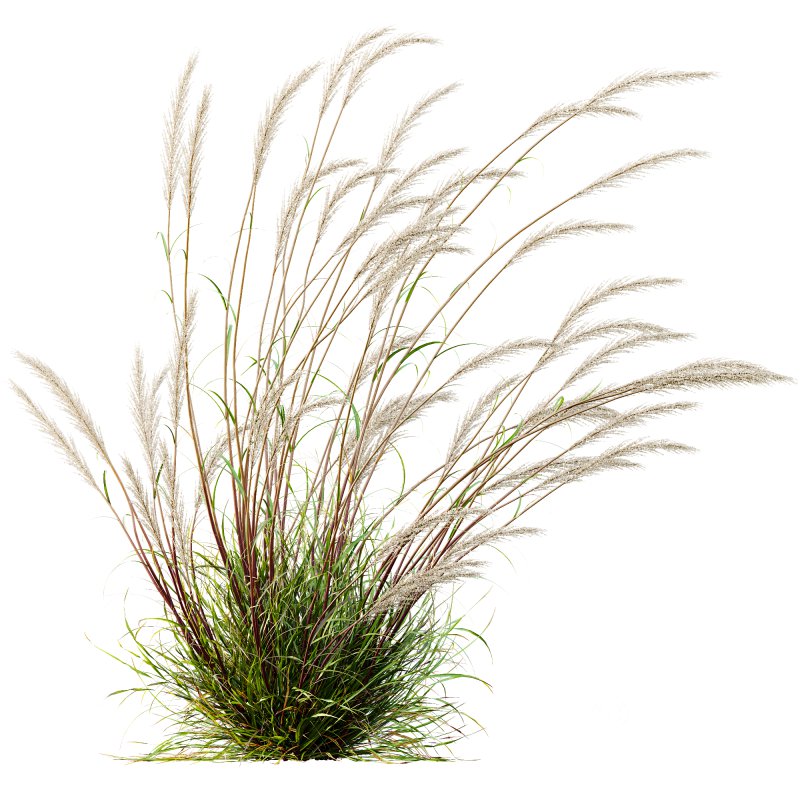 ntal grass hybrid that brings vertical elegance to any garden or architectural visualization. Originally cultivated in Germany and widely popularized across Europe and North America, this perennial grass features upright, feather-like plumes and narrow green blades that shift to golden hues in late summer. Its architectural form, graceful sway in the wind, and low-maintenance nature make it a favorite among designers looking to evoke movement, rhythm, and a naturalistic softness in modern landscapes. Image 7