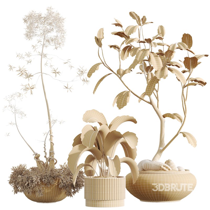 AV Indoor Plants Set 292 Banana Nicolai Bird Of Paradise and Ficus Dracaena Marginata Image 8