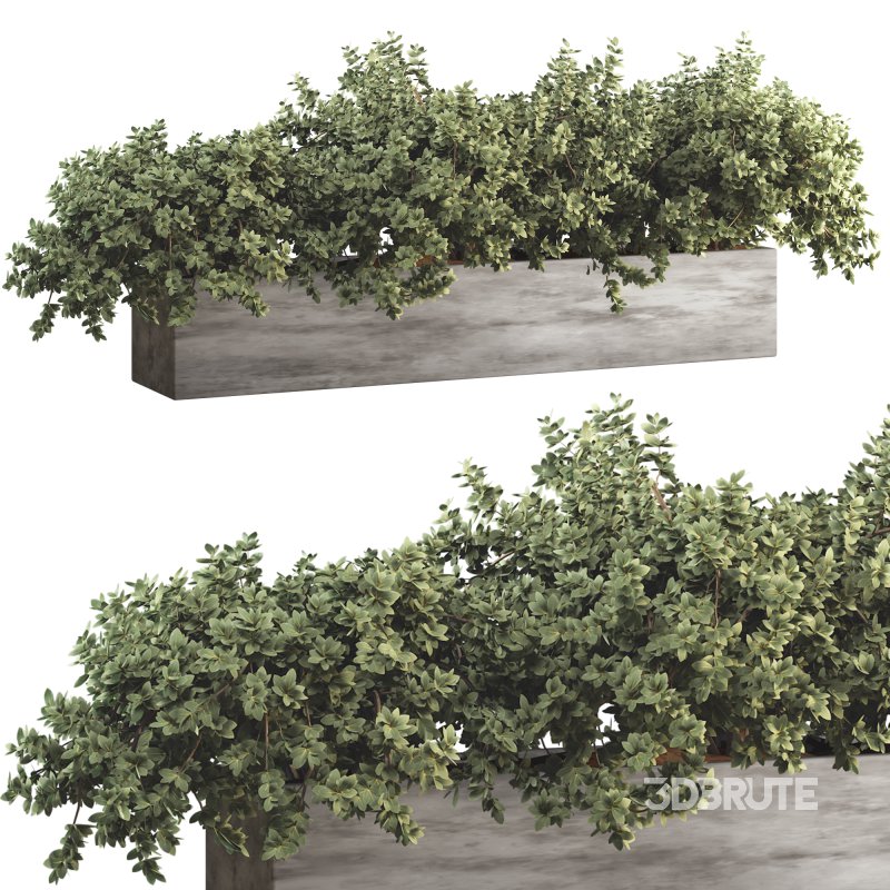 Outdoor Bush Collection in Pot 011 Image 5