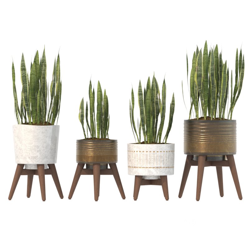 Sansevieria Plant Set Image 9