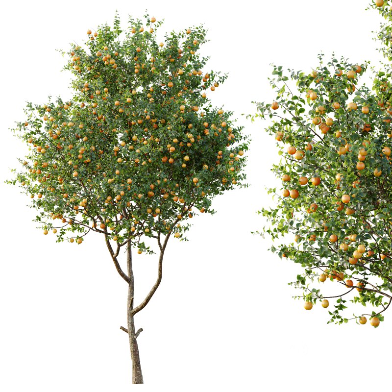 ntal and culinary value. On the left stands the Citrus × meyeri, or Meyer Lemon—a hybrid between citron and mandarin/pomelo, originally from China and introduced to the West in the early 20th century. Known for its smooth, deep yellow skin and slightly sweet, fragrant lemons, it’s a favorite in Mediterranean-style courtyards and edible gardens. Image 6