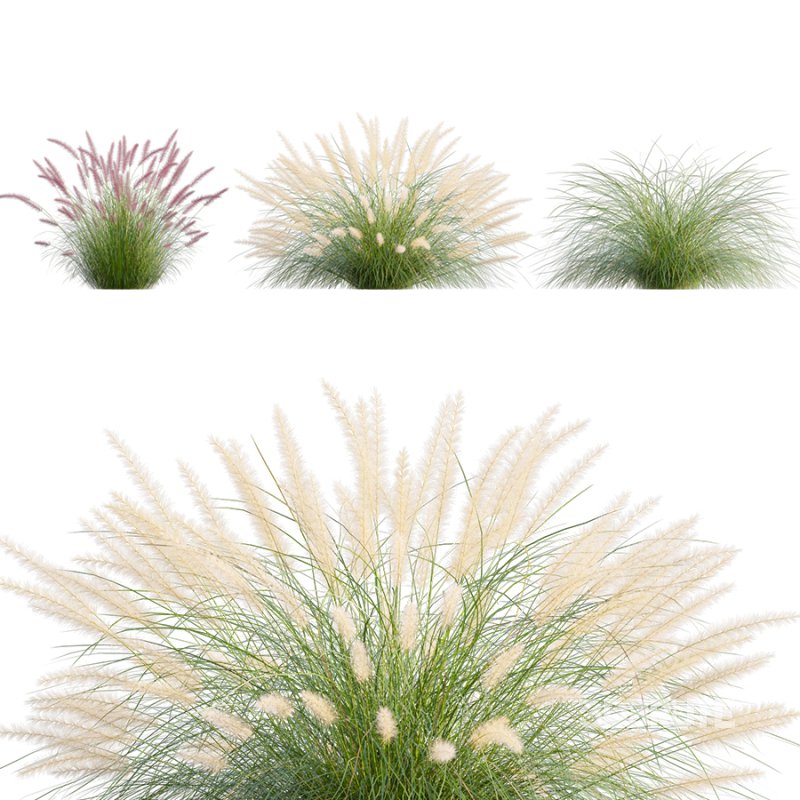 Pennisetum setaceum_02 Image 2
