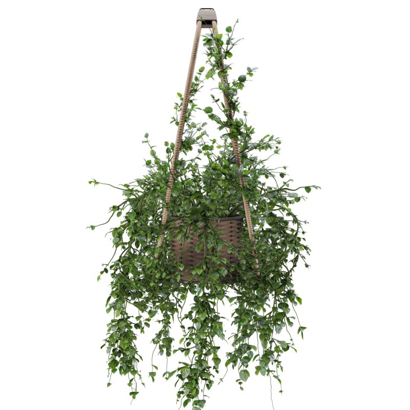 Hanging Wicker Pot Image 5
