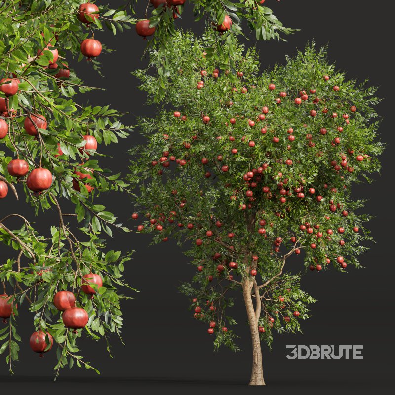 AV Fruit trees Punica Granatum Pomegranate and Citrus Sinensis Orange Arancio Image 6