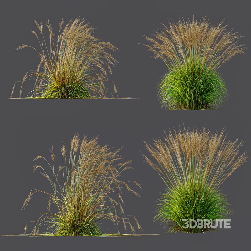 ntal species native to the moorlands and meadows of Europe. Image 9