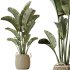 AV Indoor Plants Set 285 Ravenala Banana Strelitzia Nicolai Bird Of Paradise Set - Thumbnail 4