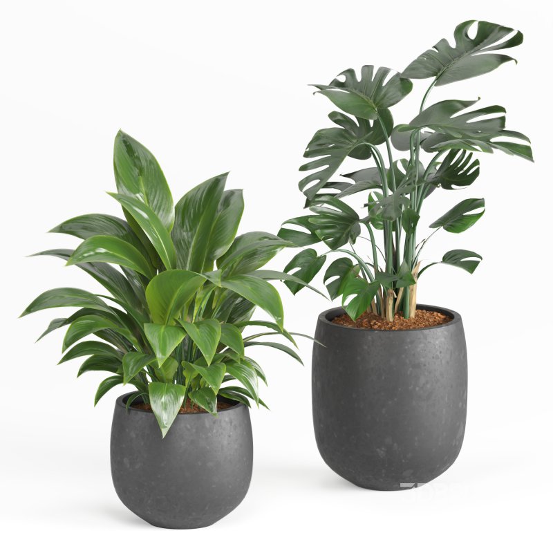 Indoor Plant and Fountains Image 4