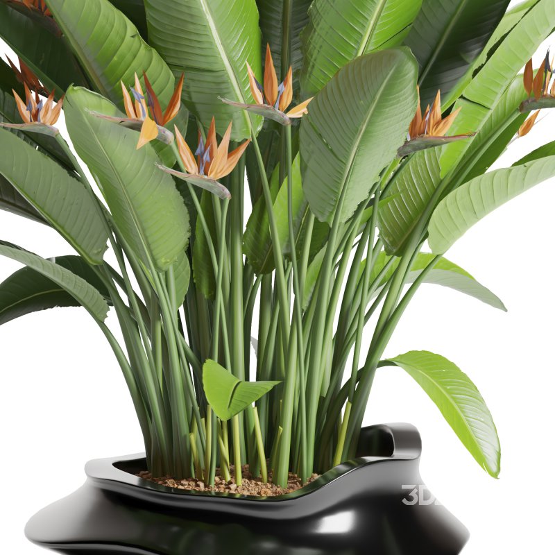 Indoor Plant Bird of Paradise Image 1