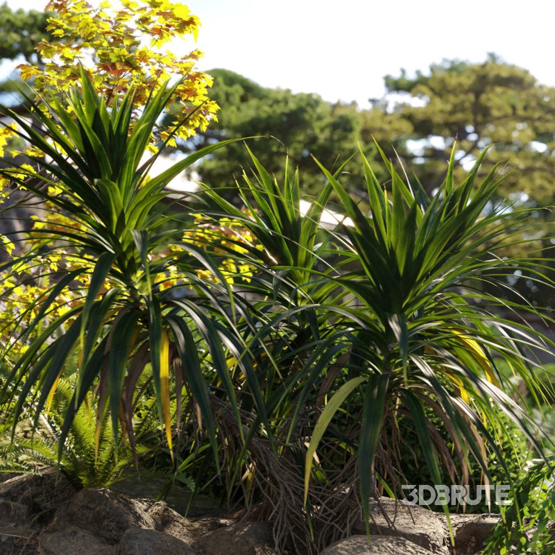 Pandanus amaryllifolius | Pandan leaves | Edible pandan 01 Image 2