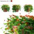 Nasturtium 03 - Thumbnail 1