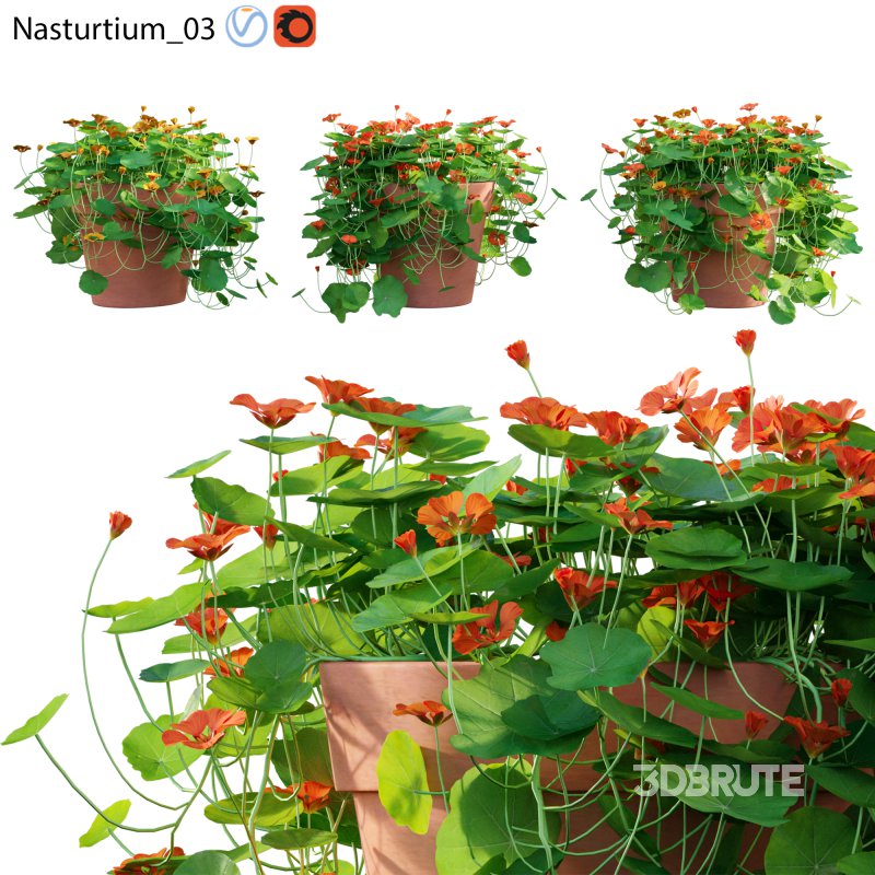 Nasturtium 03 Image 1
