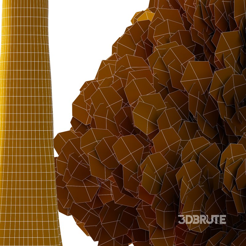 Juniperus scopulorum Tree 02 Image 4