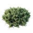 AV Plant Blue Sargent Juniper Parsoni Gallon Juniperus Sabina Chinensis - Thumbnail 1