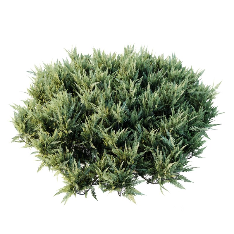 AV Plant Blue Sargent Juniper Parsoni Gallon Juniperus Sabina Chinensis Image 1