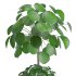 Indoor Plant Pilea in basket pot - Thumbnail 4