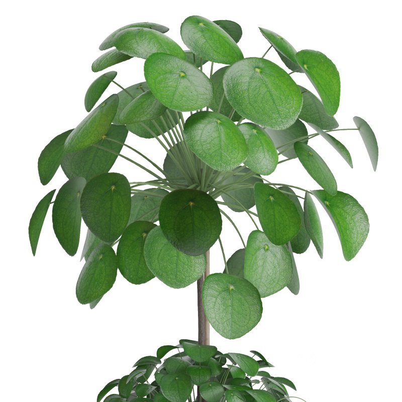 Indoor Plant Pilea in basket pot Image 4
