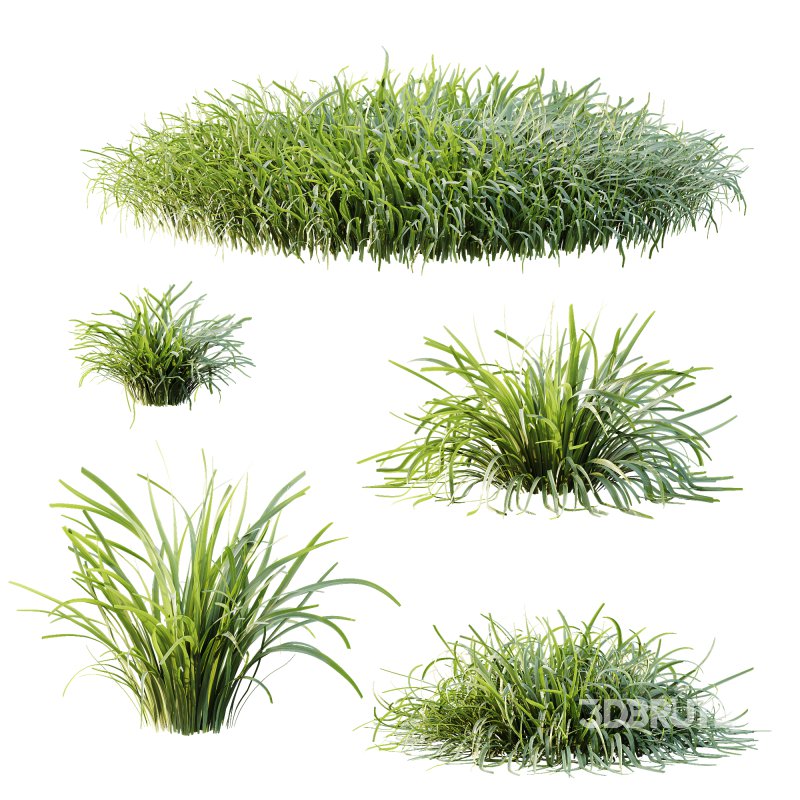 ntal grass known for its fine arching foliage and fresh green tones with subtle golden highlights. Compact and versatile, it is native to East Asia and widely used in landscaping and architectural design for borders, garden edges, and decorative planters. Its graceful fountain-like form adds movement, texture, and natural beauty to both exterior and interior visualizations. Modeled with precision and 4K textures, this asset ensures lifelike detail and excellent performance in high-quality renders. Image 3