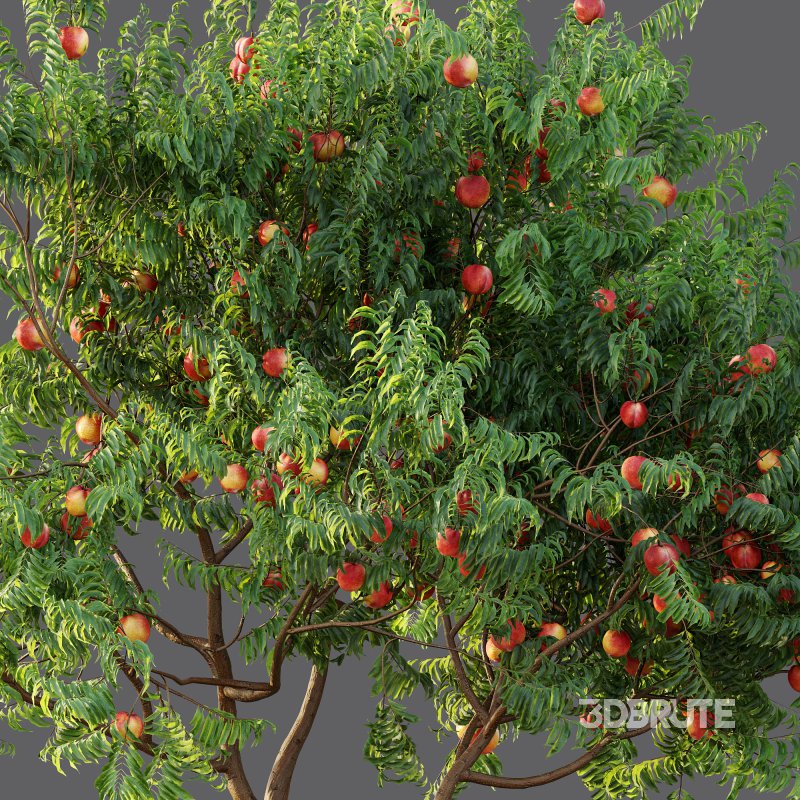 ntal charm. Image 10