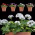 Pelargonium – Geranium 01 - Thumbnail 1