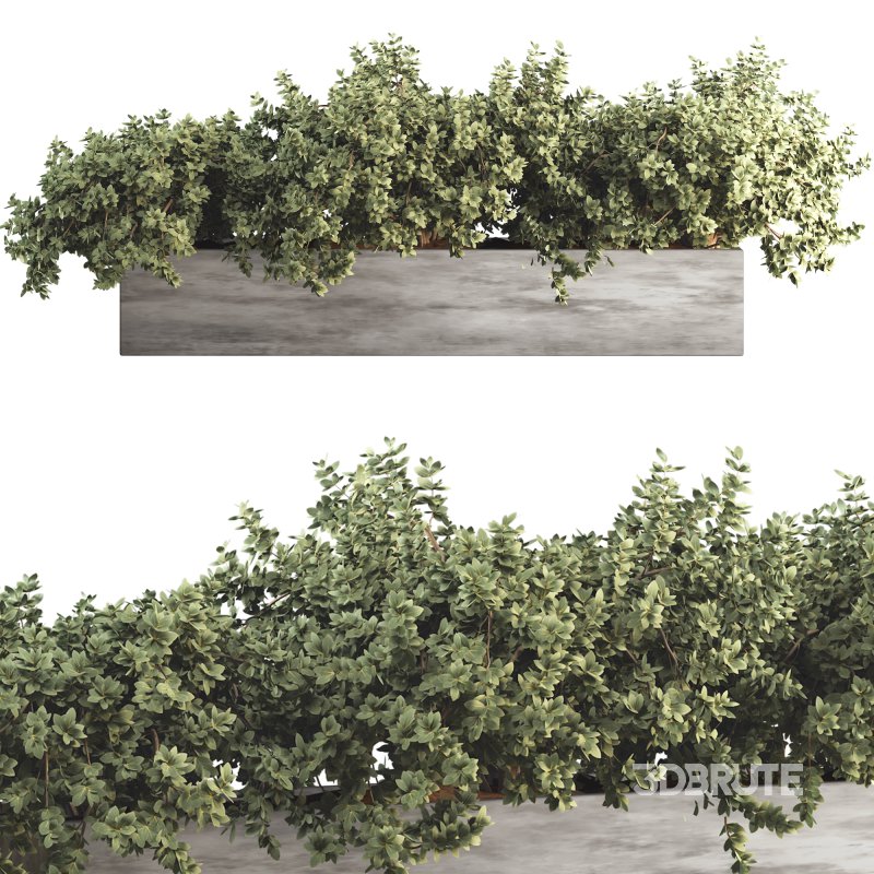 Outdoor Bush Collection in Pot 011 Image 3