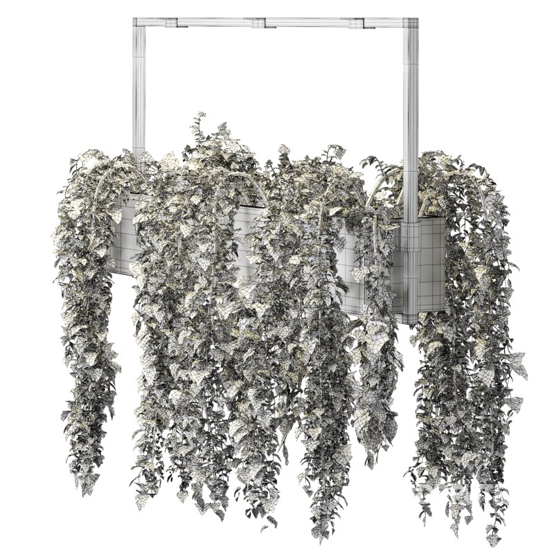 English ivy hanging pot Image 5