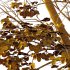 fagus sylvatica Tree 01 - Thumbnail 2