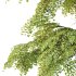 fagus sylvatica tree 10 - Thumbnail 4