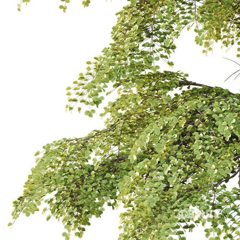 fagus sylvatica tree 10 Image 4