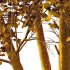 fagus sylvatica tree 03 - Thumbnail 2