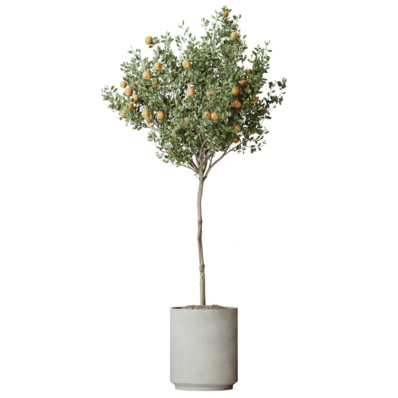 AV Indoor Plants Set 297 Fruit Orange and Banana Strelitzia Nicolai and Olive Image 1