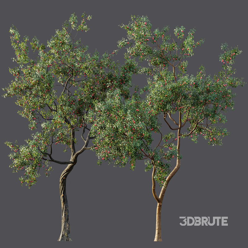 ntal and culinary value. Image 11