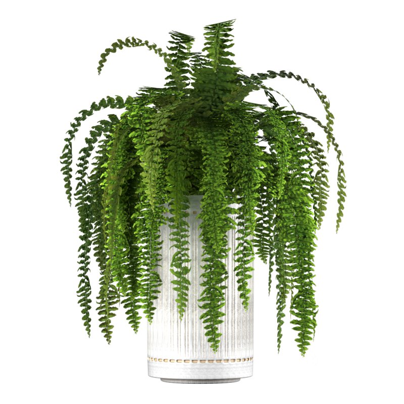 Fern Plant Set Image 7
